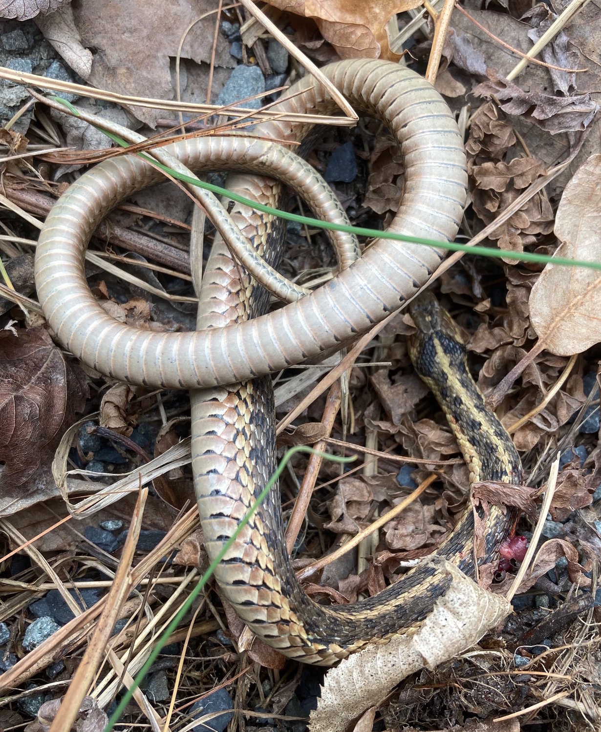 The wound of the ill-fated Eastern garter snake described in this column can be seen at the lower right corner of this photo.